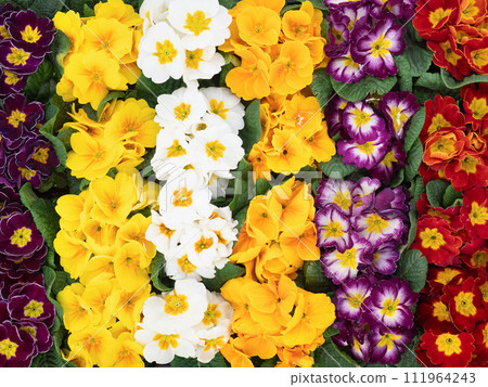 Primula polyantha flower seedlings 111964243