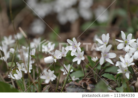 降雪降雪 111964330