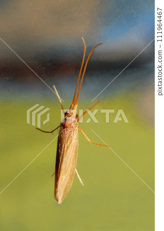 一隻成年石蛾雕像棲息在車窗上。 一隻成年石蛾雕像棲息在車窗上。 111964467