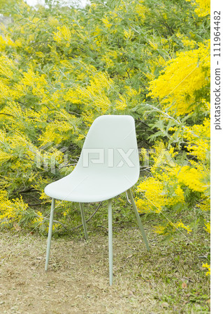 含羞草 111964482