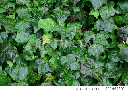 Hedera Hellics 111964501