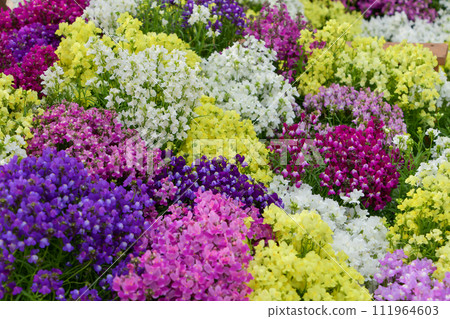 Linaria Linaria 111964603