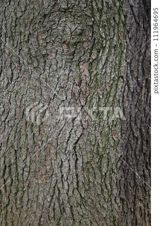 喜馬拉雅雪松樹幹 111964695