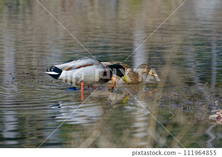 A pair of mallard ducks foraging near the water. A pair of mallard ducks foraging near the water. 111964855
