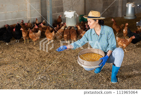 Farmer feeding chikens in hen house 111965064