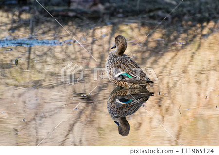 Teal duck at the waterside 111965124