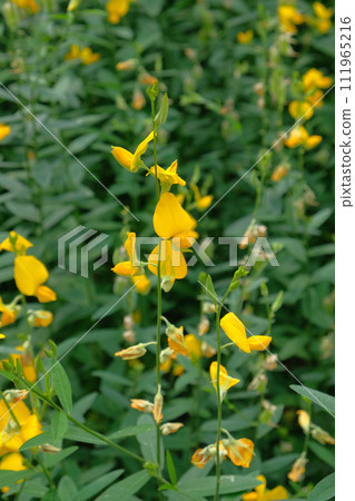 Beautiful sunhemp flower blooming Beautiful sunhemp flower blooming 111965216