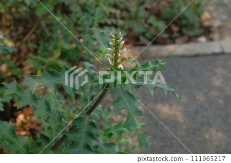 Sea holly or Acanthus ebracteatus Sea holly or Acanthus ebracteatus 111965217