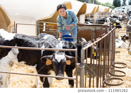 Interested Asian woman feeding small calves in cowshed Interested Asian woman feeding small calves in cowshed 111965262