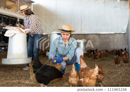 Asian woman feeding hens in chicken coop 111965286