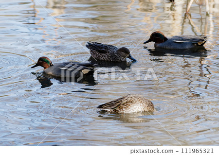 水邊有一群雄性和雌性青色鴨子 水邊有一群雄性和雌性青色鴨子 111965321