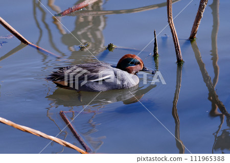 Teal duck at the waterside 111965388