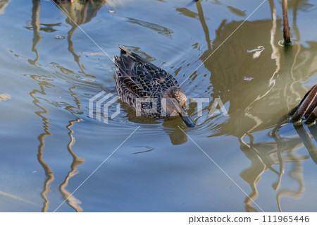 水邊的青色鴨子 111965446