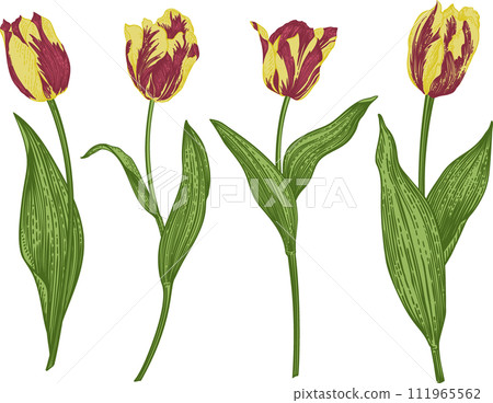 Set with tulip. Collection spring and summer flowers. Garden plants. Vintage hand drawn illustration. Engraving style. 111965562