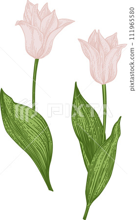 Two soft pink tulips. Collection spring and summer flowers. Garden plants. Vintage hand drawn illustration. 111965580