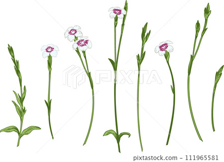 Carnations. Set with carnations. Collection spring and summer flowers. Garden plants. Vintage hand drawn illustration. Carnations. Set with carnations. Collection spring and summer flowers. Garden plants. Vintage hand drawn illustration. 111965581