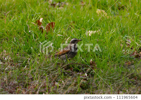 Thrush foraging in the grassland 111965604