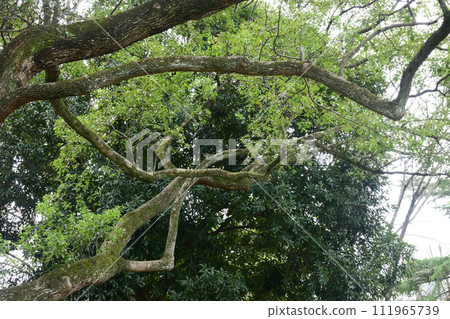 Trees and cloudy skies 111965739