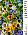 Sunflower flower hand water 111965771