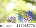 Hydrangea ball 111965772