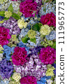 Hydrangea flower hand water 111965773