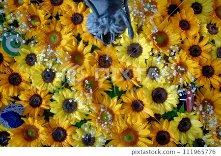 Sunflower flower hand water Sunflower flower hand water 111965776
