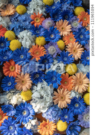 Gerbera flower hand water Gerbera flower hand water 111965894
