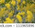 Mimosa 111965896
