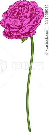 Bud ranunculus. Spring and summer flowers. Garden plants. Vintage hand drawn illustration. Pink. Art line style. Bud ranunculus. Spring and summer flowers. Garden plants. Vintage hand drawn illustration. Pink. Art line style. 111966052