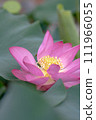 Lotus flower  111966055