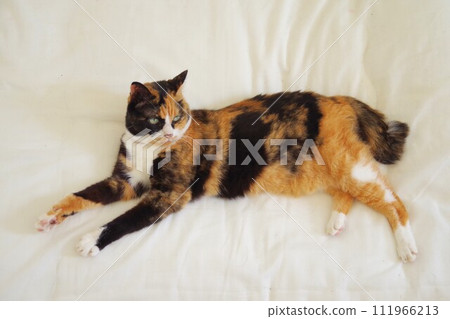 Laying cat 111966213