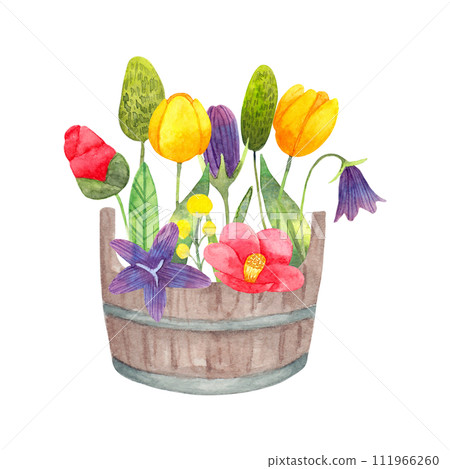 Wooden bucket with flowers from the garden. Spring botanical composition for Easter. Watercolor simple illustration. Seasonal decoration with tulips, thistles and bluebells. Hand drawn isolated art. 111966260