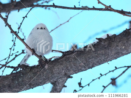 蝦夷島長尾蛾是北海道三大可愛動物之一。 111966281