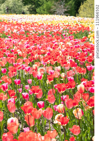Blurred background of a tulip field with a lot of red Vertical composition Blurred background of a tulip field with a lot of red Vertical composition 111966502