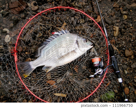 I took a photo of the millet I caught with it placed horizontally. 111966750