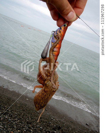 I caught an octopus with Takoegi. 111967298