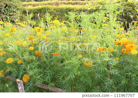 Tagetes erecta flowers blooming in garden 111967707