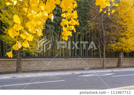 京都的秋天,今宮神社的道路,今宮門前街的銀杏樹和瓷磚牆 京都的秋天,今宮神社的道路,今宮門前街的銀杏樹和瓷磚牆 111967712