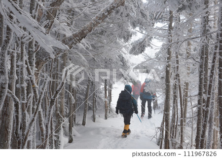 Ice-covered trees, climbers, and snowy scenery on the Shibunoyu route (Higashi-Tengu to Nakayama Pass) on Mt. Higashi-Tengu during the harsh winter in Chino City, Nagano Prefecture Ice-covered trees, climbers, and snowy scenery on the Shibunoyu route (Higashi-Tengu to Nakayama Pass) on Mt. Higashi-Tengu during the harsh winter in Chino City, Nagano Prefecture 111967826