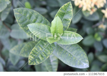 close up of green leaves on a background close up of green leaves on a background 111967833