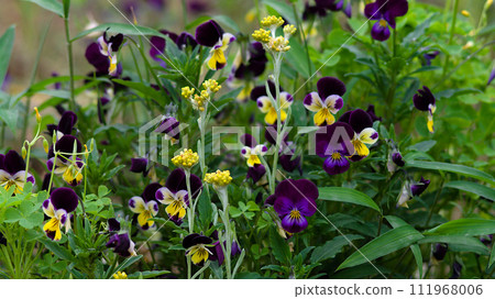 春天的田野 - 粳稻和紫羅蘭 111968006