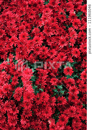 red chrysanthemum 111968046