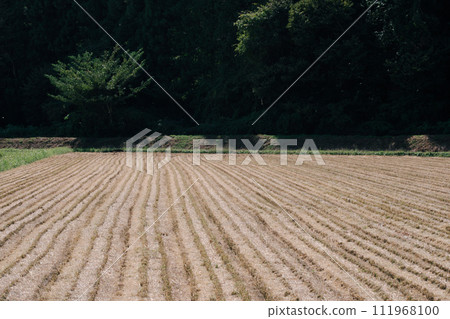 Rice field after harvesting Rice field after harvesting 111968100