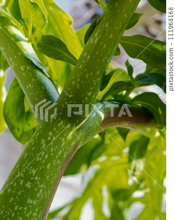 熱帶雨林植物天南星科魔芋 111968168