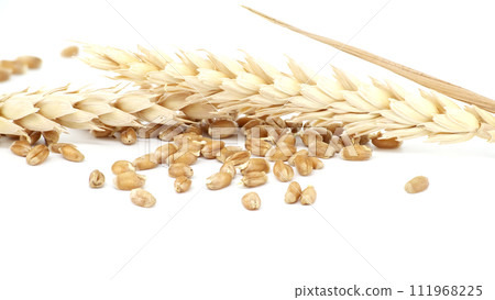 Ears of wheat and wheat grains isolated on white Ears of wheat and wheat grains isolated on white 111968225