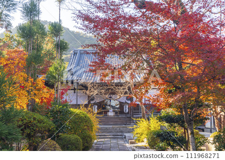Beautiful autumn leaves in the precincts of Myoyu Kuonji Temple in Saga, Kyoto Beautiful autumn leaves in the precincts of Myoyu Kuonji Temple in Saga, Kyoto 111968271