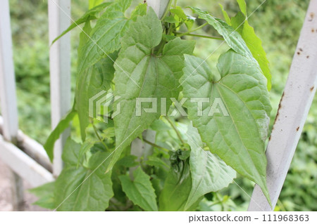 close-up of Mikania micrantha leaves close-up of Mikania micrantha leaves 111968363
