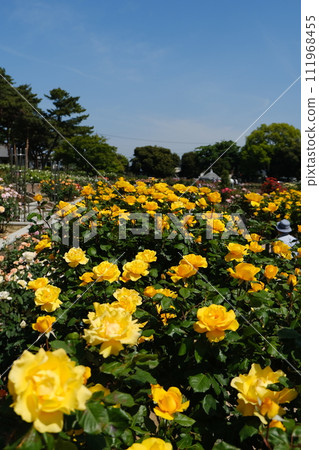 Colorful spring roses in full bloom 111968455