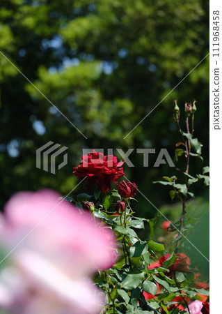 Colorful spring roses in full bloom Colorful spring roses in full bloom 111968458