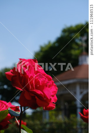 色彩繽紛的春天玫瑰盛開 111968515